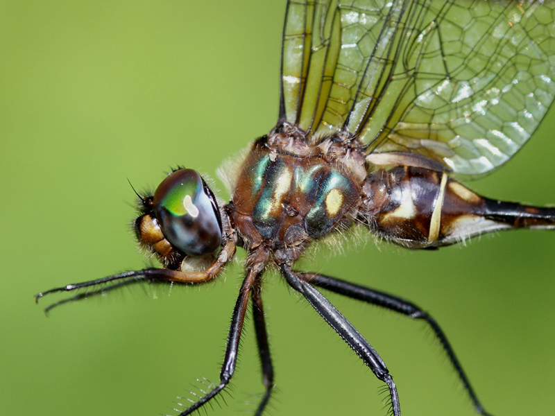 photo of Close-up of female brush-tipped emerald thorax