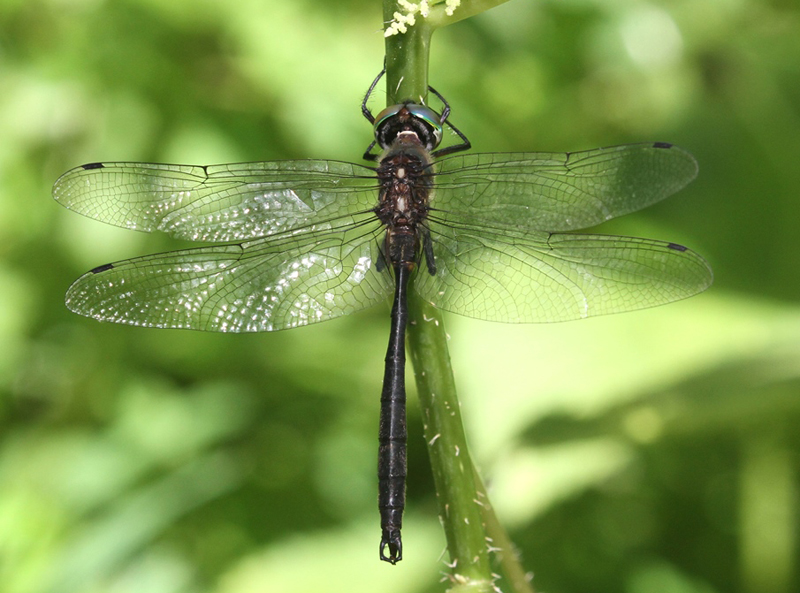 photo of Male clamp-tipped emerald