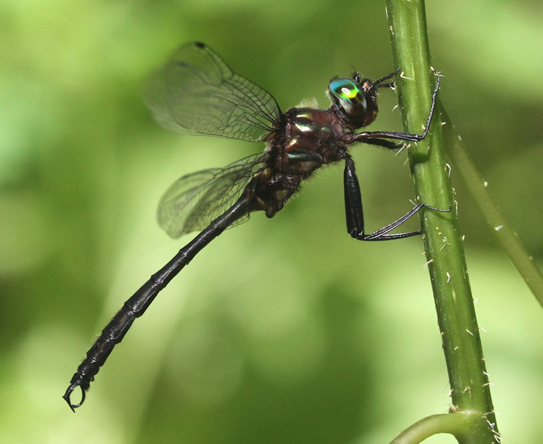 photo of Male clamp-tipped emerald