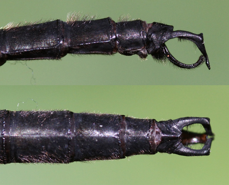 photo of Side (top image) and top view of male clamp-tipped emerald cerci