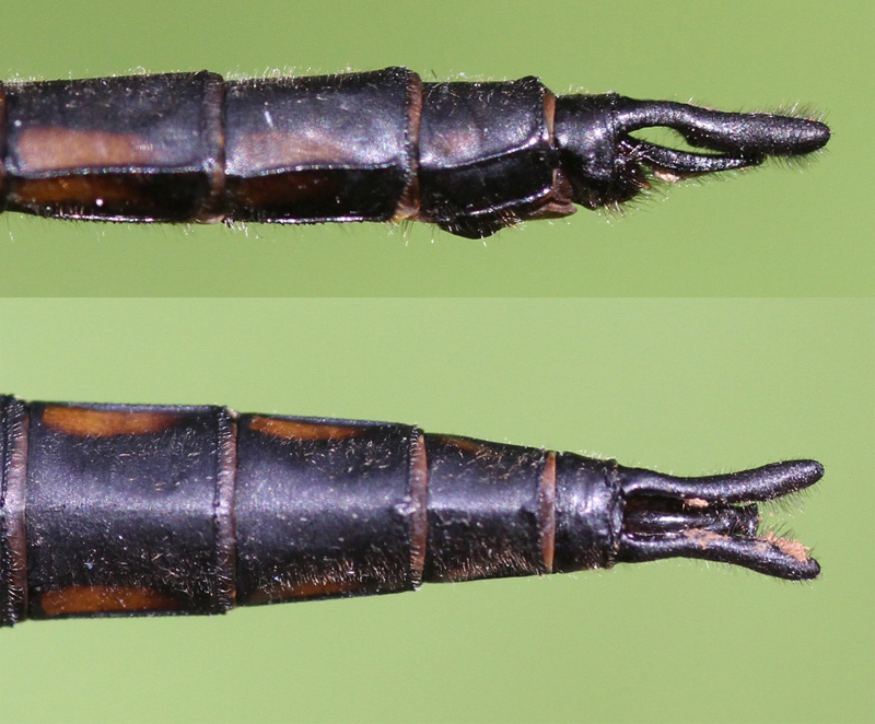 photo of Side (top image) and top view of male common baskettail cerci
