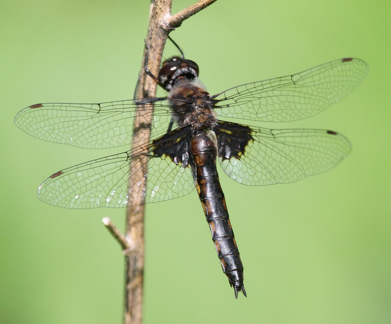 photo of Female common baskettail