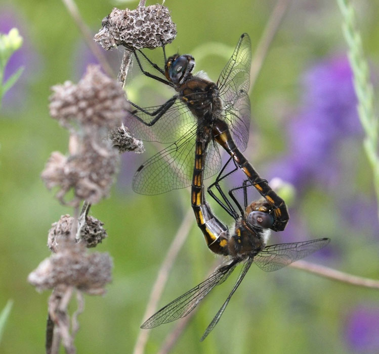 photo of Common baskettail pair in wheel