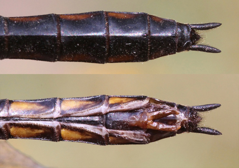 photo of Top and bottom view of female common baskettail abdomen tip