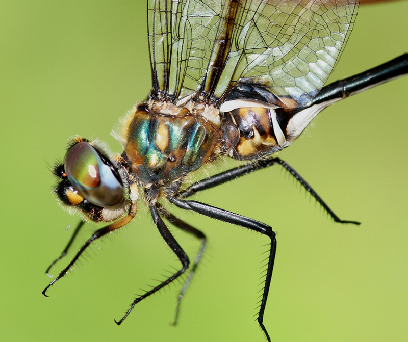 photo of Close-up of female delicate emerald thorax