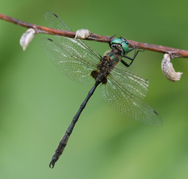 photo of Male delicate emerald
