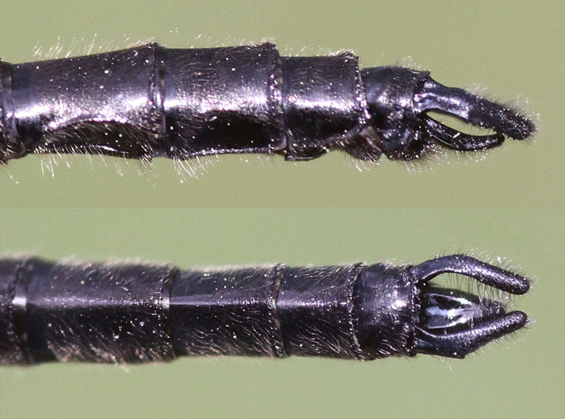 photo of Side (top image) and top view of male ebony boghaunter cerci