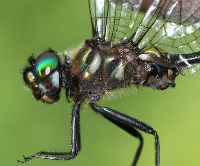 photo of Close-up of male forcipate emerald thorax