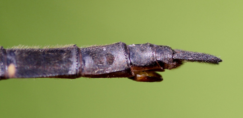photo of Side view of female forcipate emerald abdomen tip