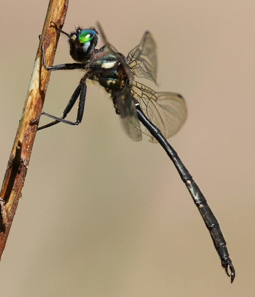photo of Male forcipate emerald