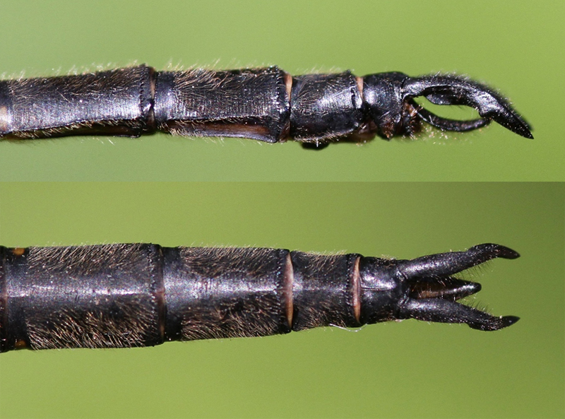 photo of Side (top image) and top view of male forcipate emerald cerci