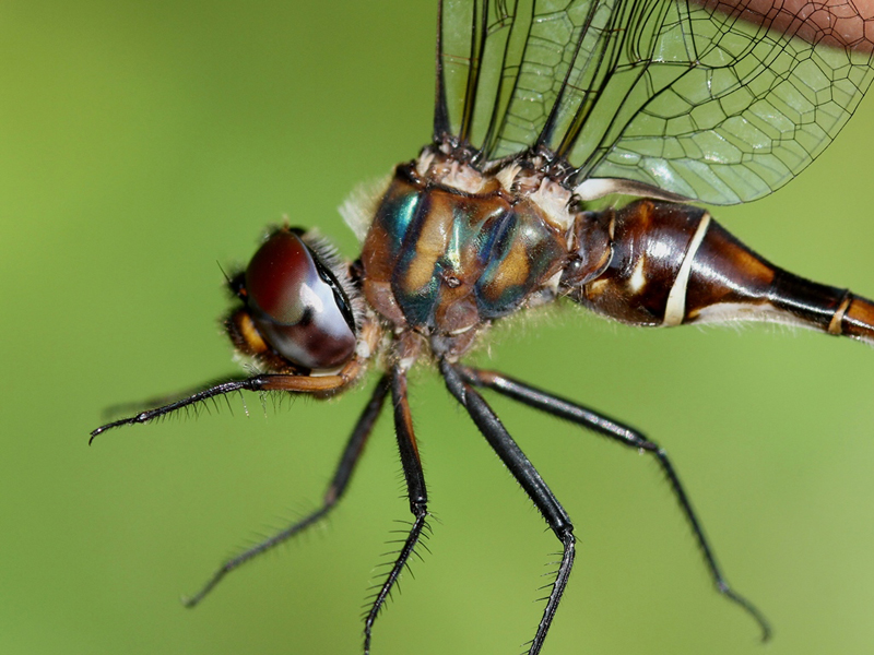 photo of Close-up of female incurvate emerald thorax