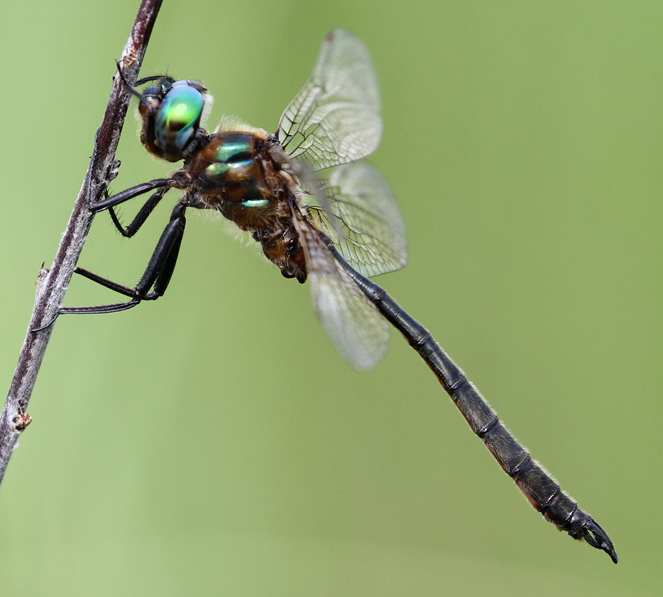 photo of Male Kennedy's emerald