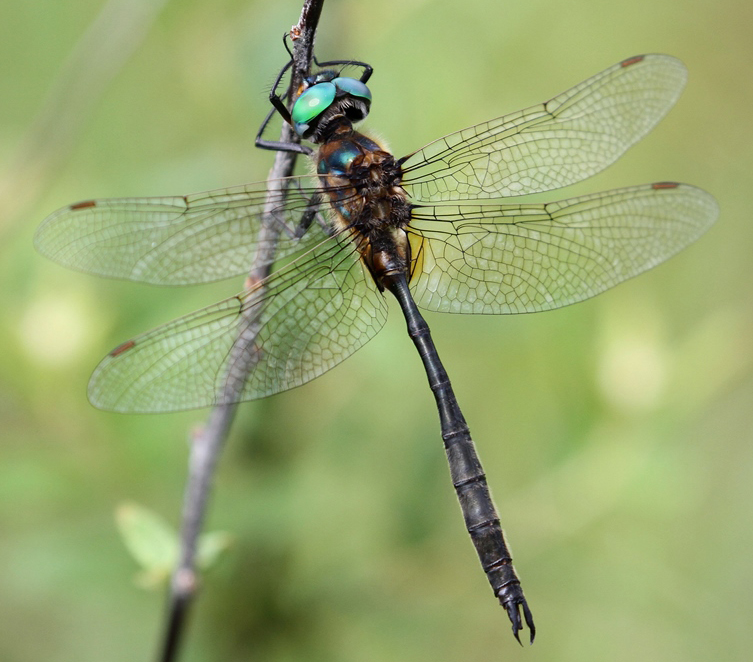 photo of Male Kennedy's emerald