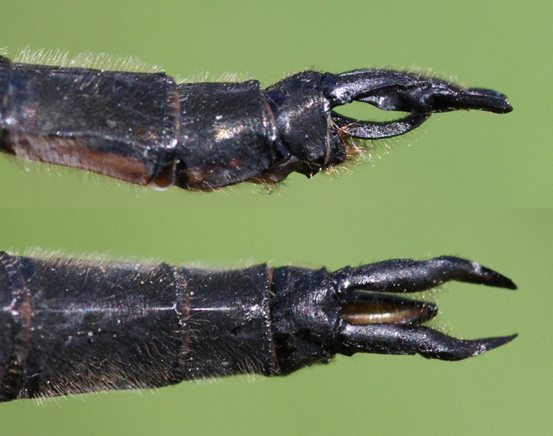 photo of Side (top image) and top view of male Kennedy's emerald cerci