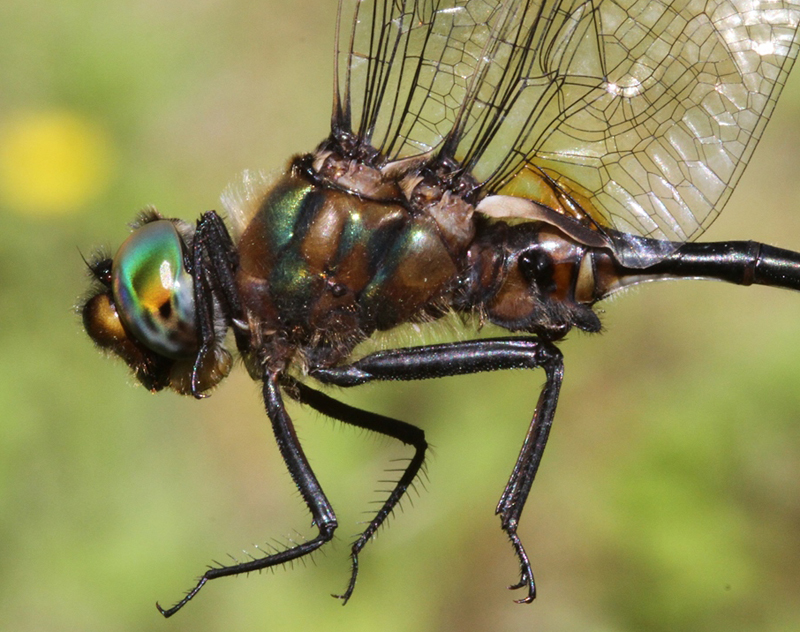 photo of Close-up of male Kennedy's emerald thorax