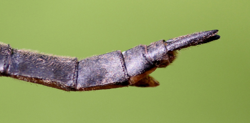 photo of Side view of female Kennedy's emerald abdomen tip