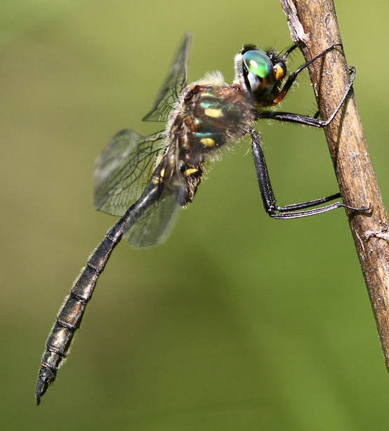 photo of Male ocellated emerald