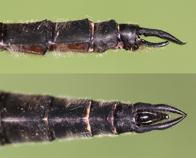 photo of Side (top image) and top view of cercus for male ocellated emerald