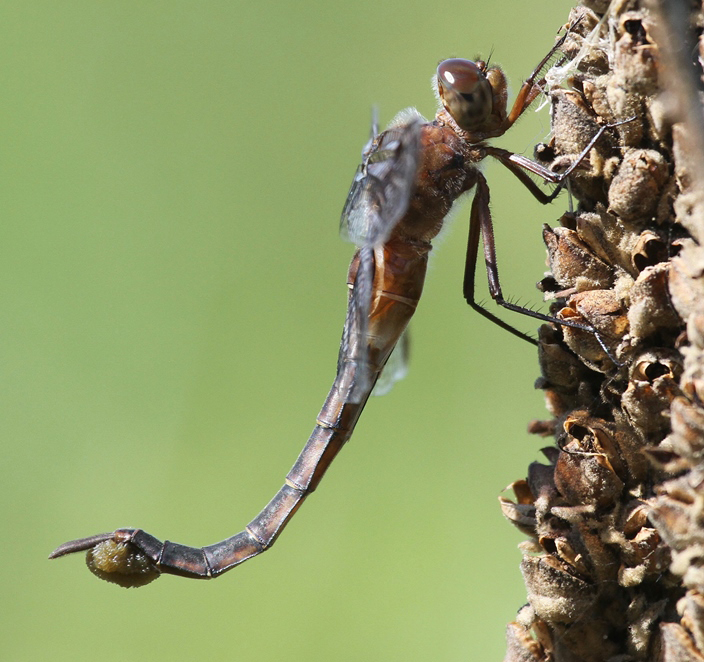 photo of Female prince baskettail with egg cluster