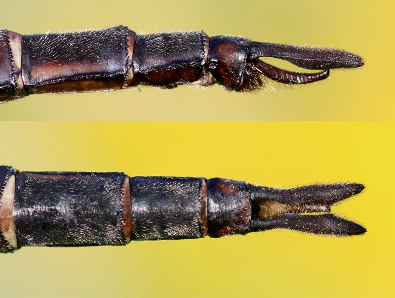 photo of Side (top image) and top view of male prince baskettail cerci