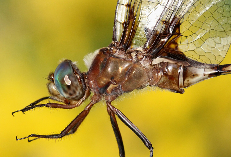 photo of Close-up of male prince baskettail thorax
