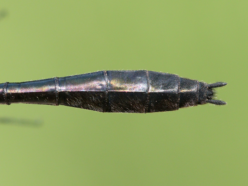 photo of Abdomen tip of female racket-tailed emerald