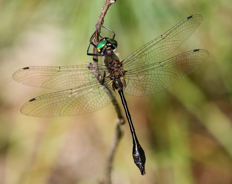 photo of Male racket-tailed emerald