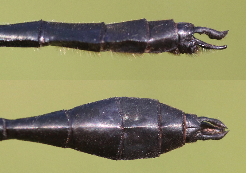 photo of Side (top image) and top view of cercus for male racket-tailed emerald