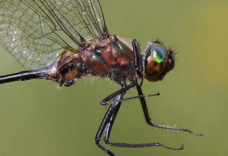 photo of Close-up of male racket-tailed emerald thorax