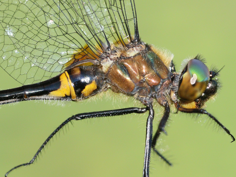 photo of Close-up of female racket-tailed emerald thorax