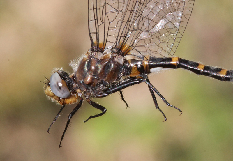 photo of Close-up of male ringed boghaunter thorax
