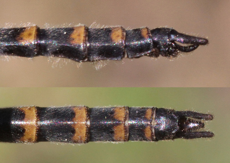 photo of Side (top image) and top view of cercus for male ringed boghaunter