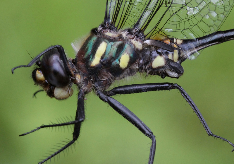 photo of Close-up of immature male ski-tipped emerald thorax