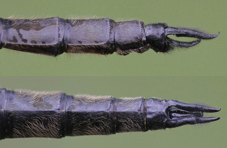 photo of Side (top image) and top view of male ski-tipped emerald cerci