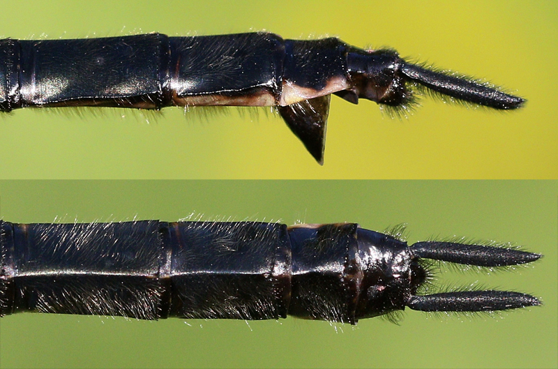 photo of Side (top image) and top view of immature female ski-tipped emerald abdomen tip