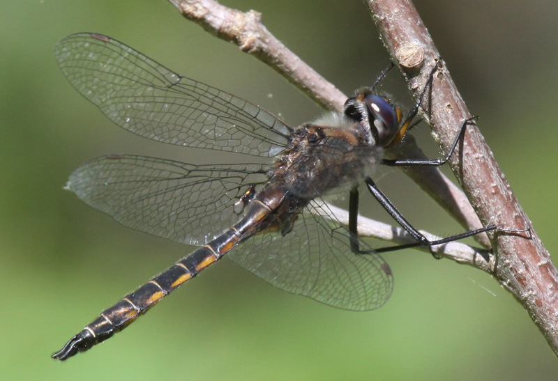 photo of Male spiny baskettail