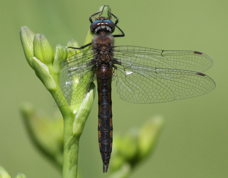 photo of Female spiny baskettail