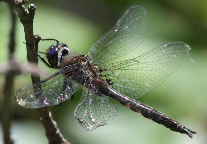 photo of Male spiny baskettail