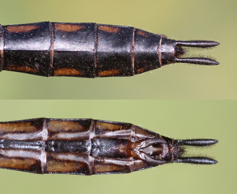 photo of Top and bottom view of female spiny baskettail abdomen tip