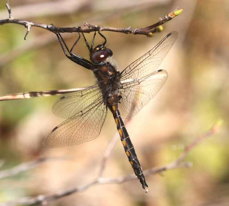 photo of Immature male spiny baskettail