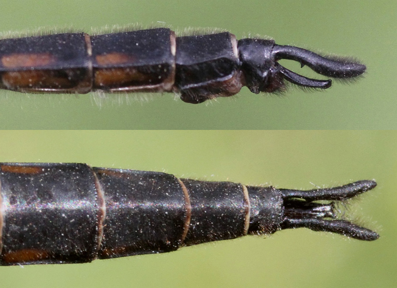 photo of Side (top image) and top view of male spiny baskettail cerci