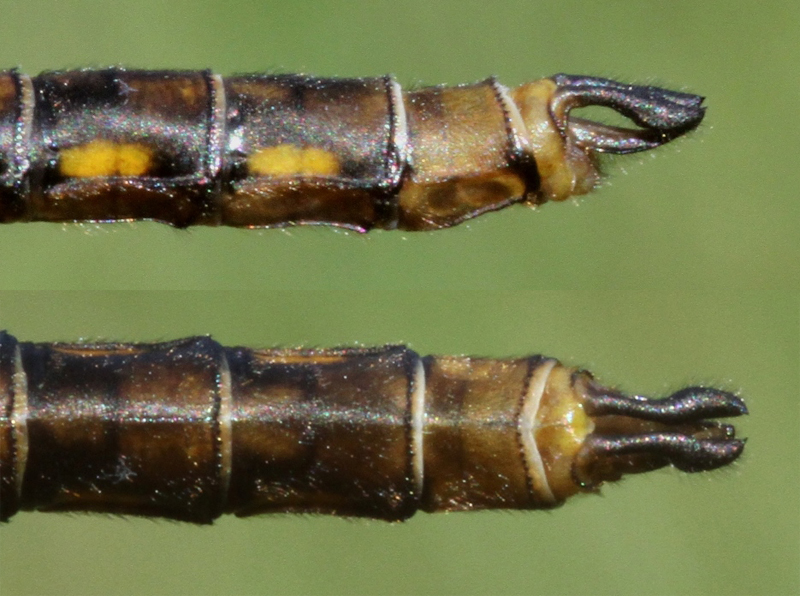 photo of Side (top image) and top view of cercus for male stygian shadowdragon