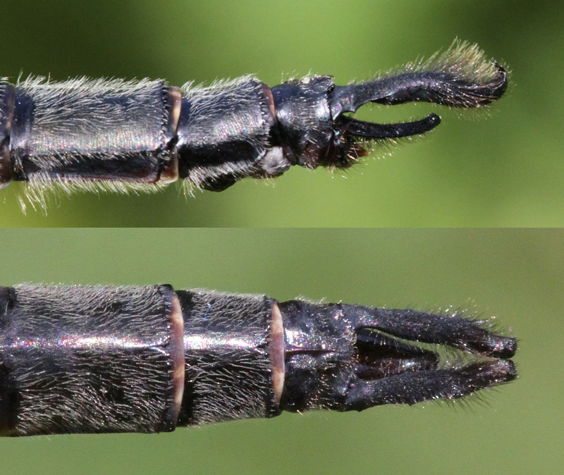photo of Side (top image) and top view of cercus for male Williamson's emerald