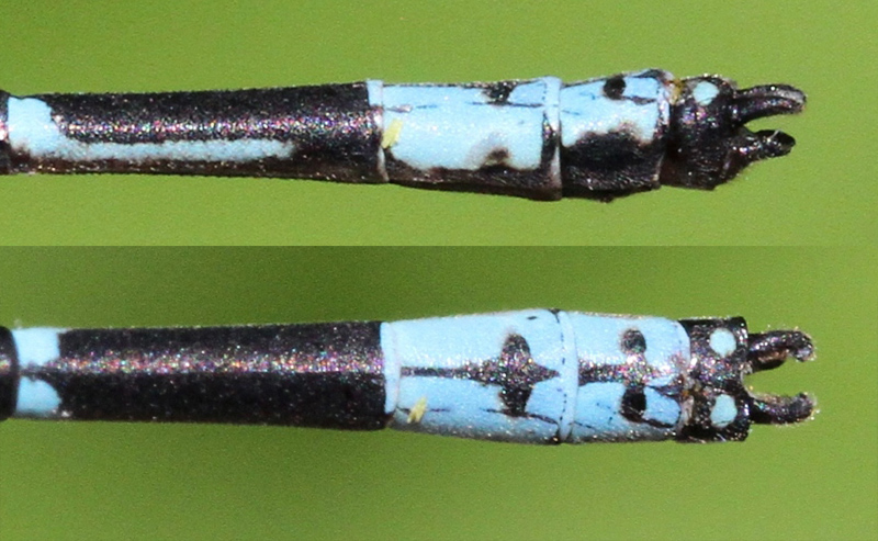photo of Side (top image) and top view of male aurora damsel cercus