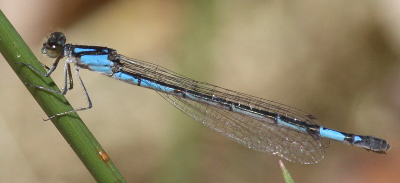 photo of Female azure bluet
