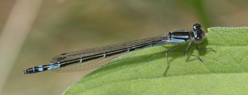 photo of Female azure bluet