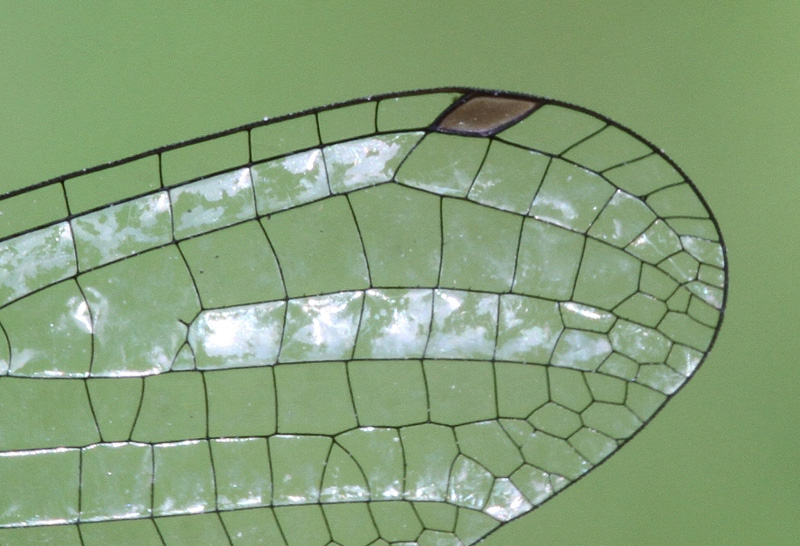 photo of Close-up of female wing tip showing single cell below the stigma