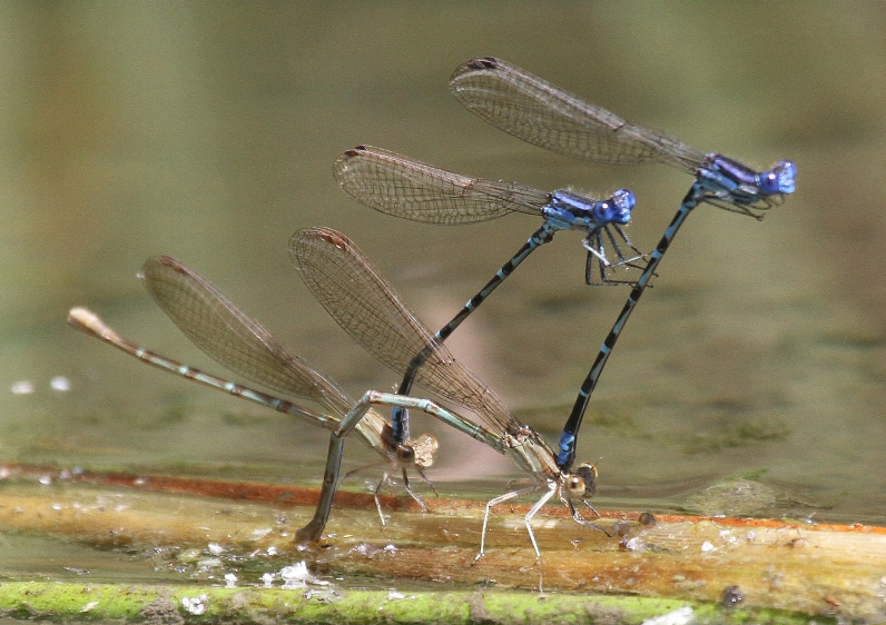 photo of Blue-ringed dancer pairs