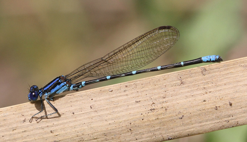 photo of Male blue-ringed dancer